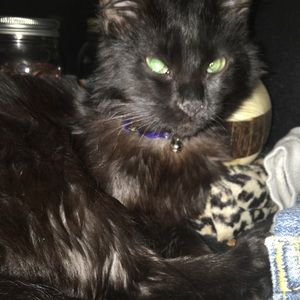 Meet your Posher, Peggy